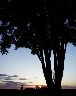 Abendbaum